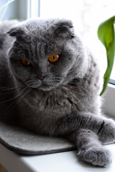 Поговорим о кошках38