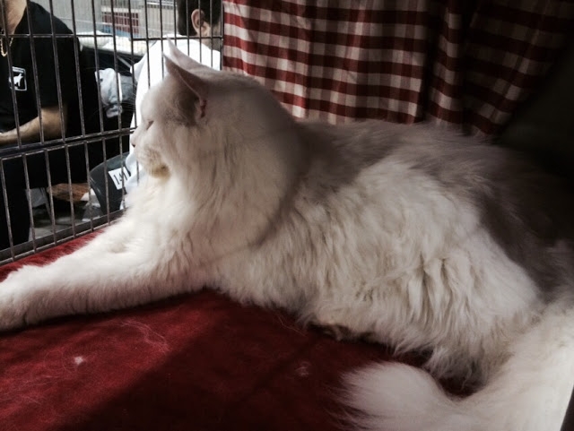 Поговорим о кошках38