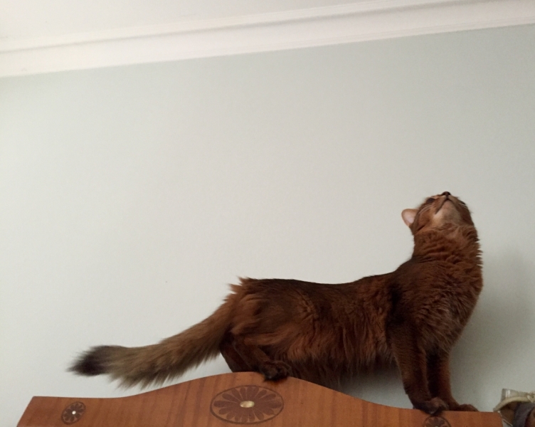 Поговорим о кошках38