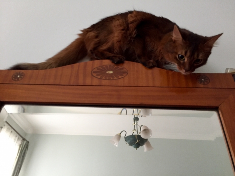 Поговорим о кошках38