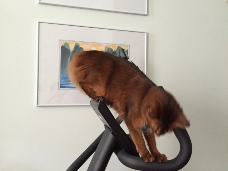 Поговорим о кошках38