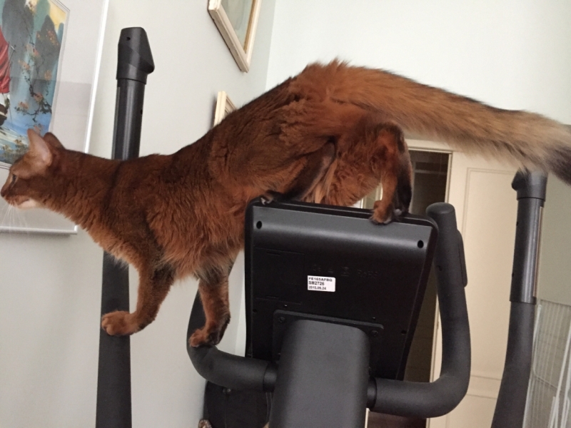 Поговорим о кошках38