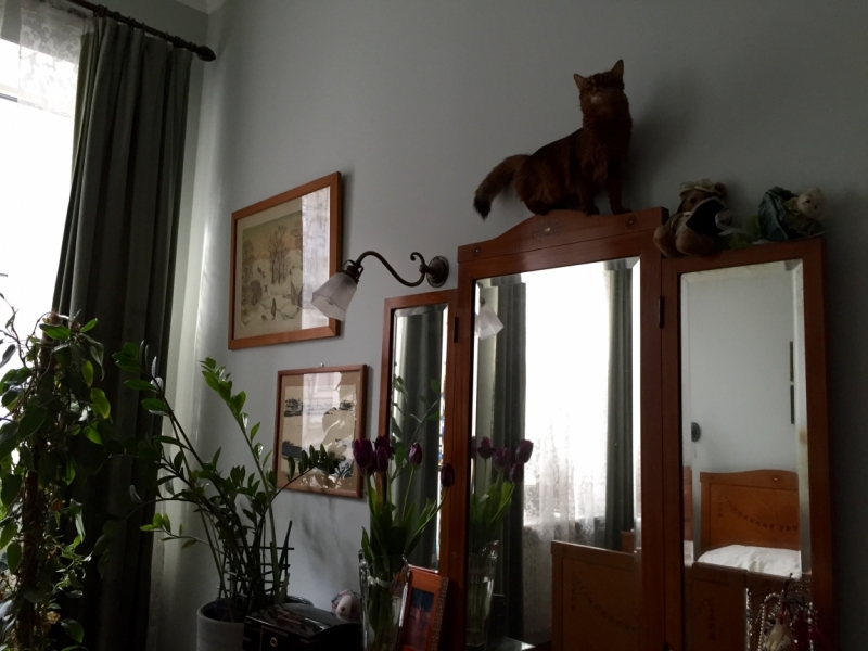 Поговорим о кошках38