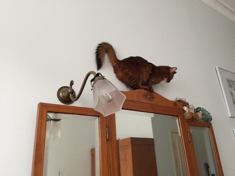 Поговорим о кошках38