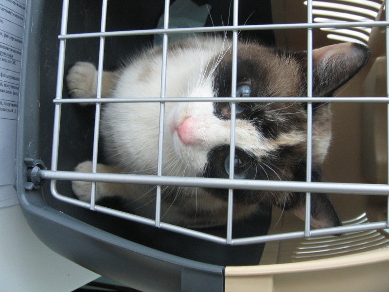 Поговорим о кошках38