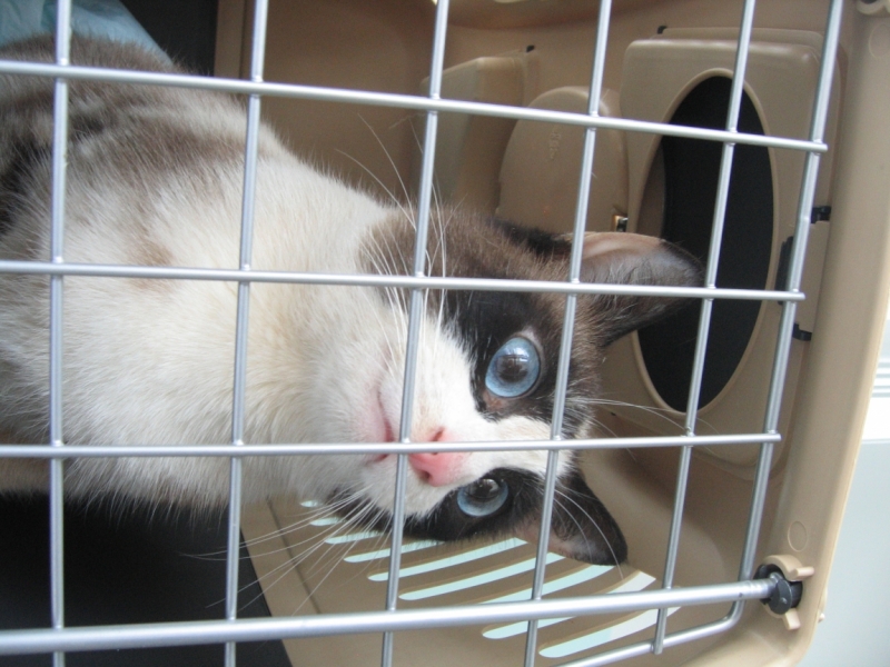 Поговорим о кошках38