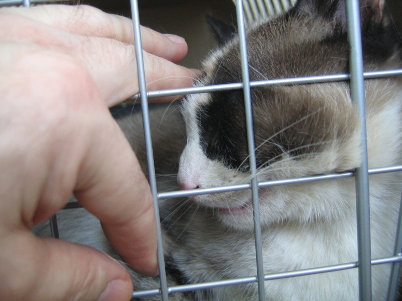 Поговорим о кошках38