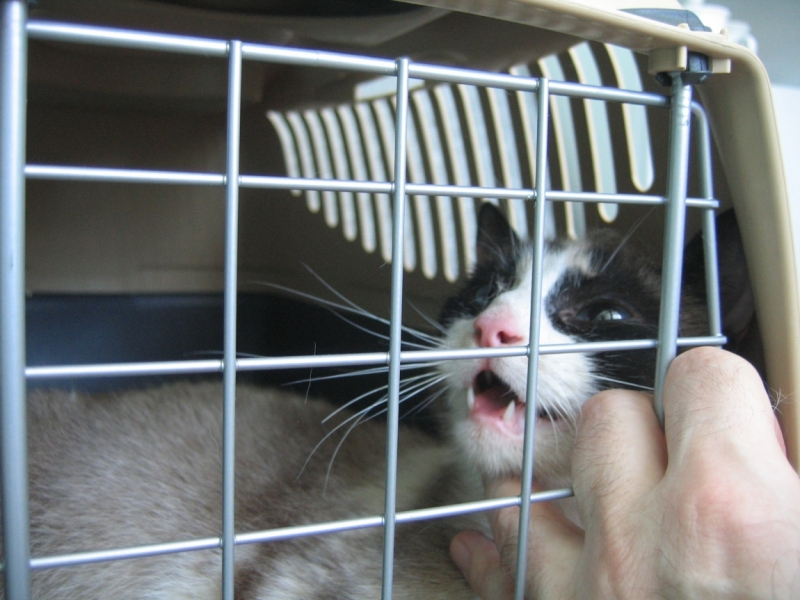 Поговорим о кошках38