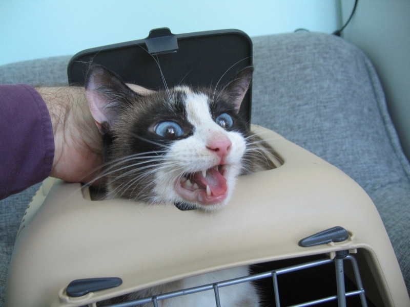 Поговорим о кошках38