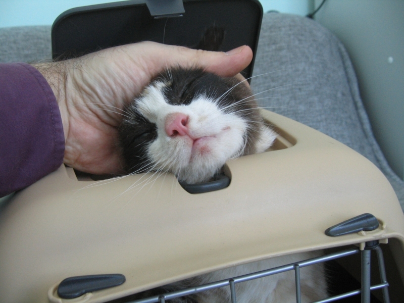 Поговорим о кошках38