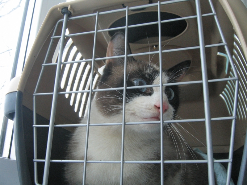 Поговорим о кошках38