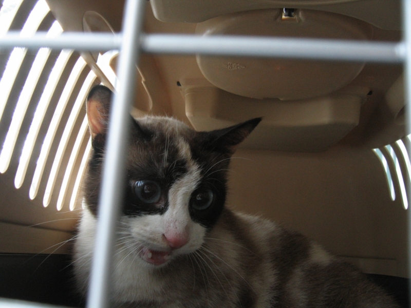 Поговорим о кошках38