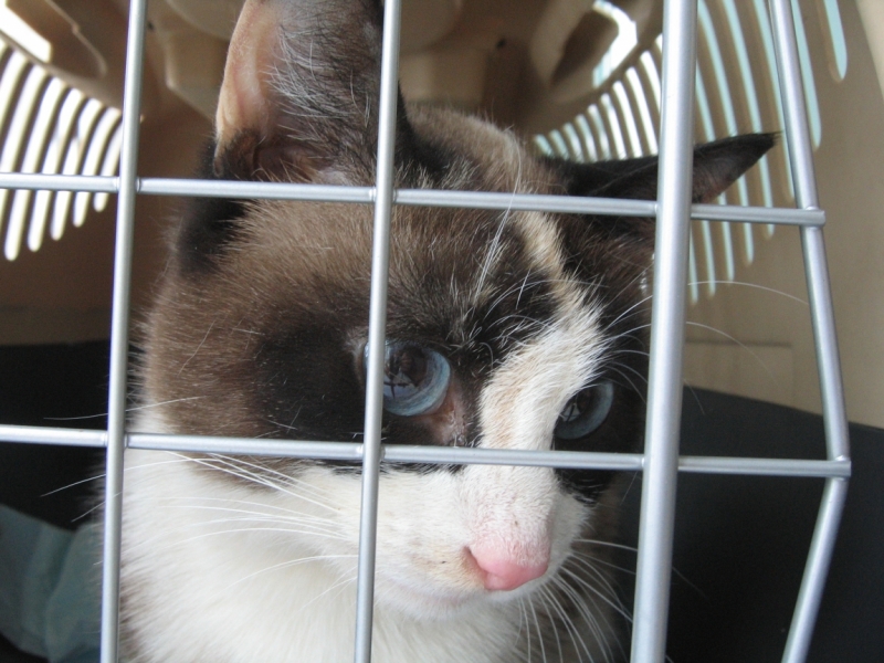 Поговорим о кошках38