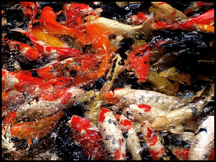 Сафари Ворлд