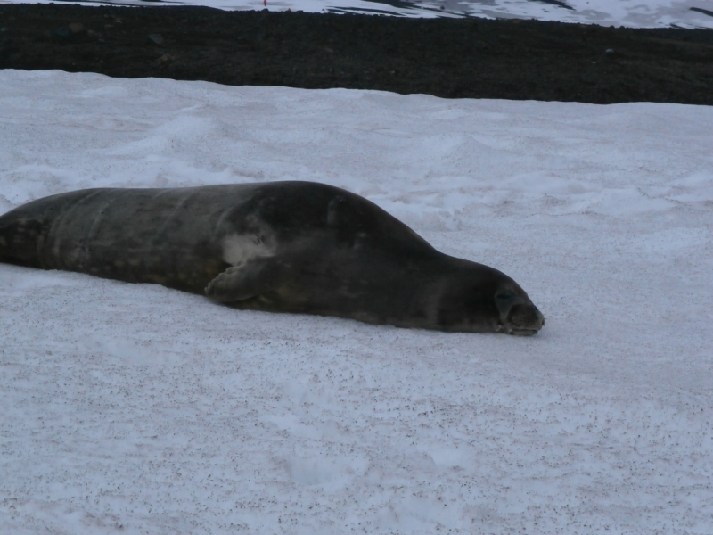 Буэнос-Айрес, Ушуайя, Антарктида на m/v Sea Spirit. НГ 2015-2016