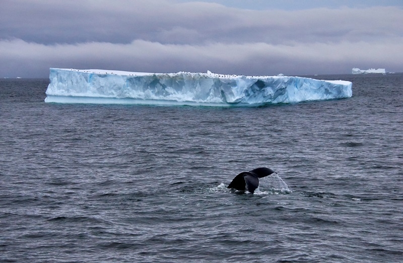 Буэнос-Айрес, Ушуайя, Антарктида на m/v Sea Spirit. НГ 2015-2016