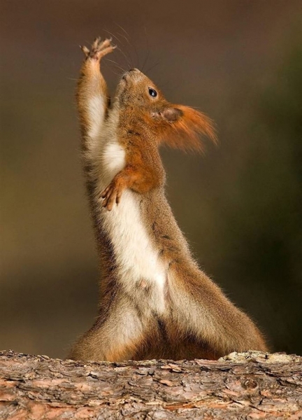 Поговорим о кошках38