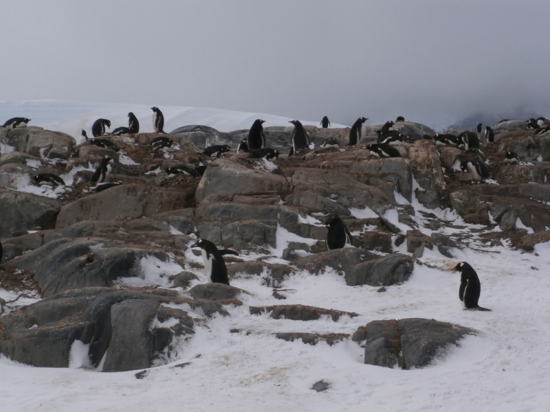 Буэнос-Айрес, Ушуайя, Антарктида на m/v Sea Spirit. НГ 2015-2016