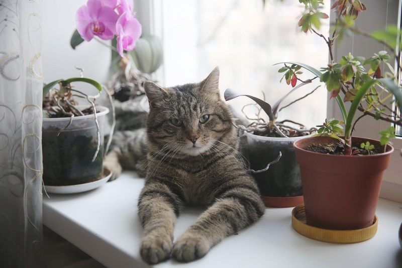 Поговорим о кошках38