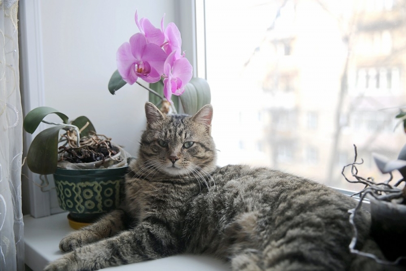 Поговорим о кошках38