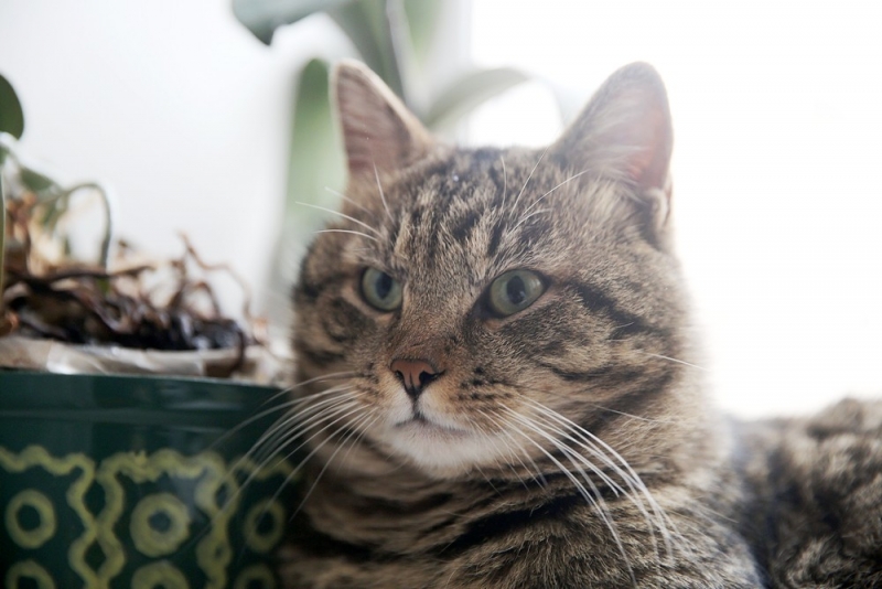 Поговорим о кошках38