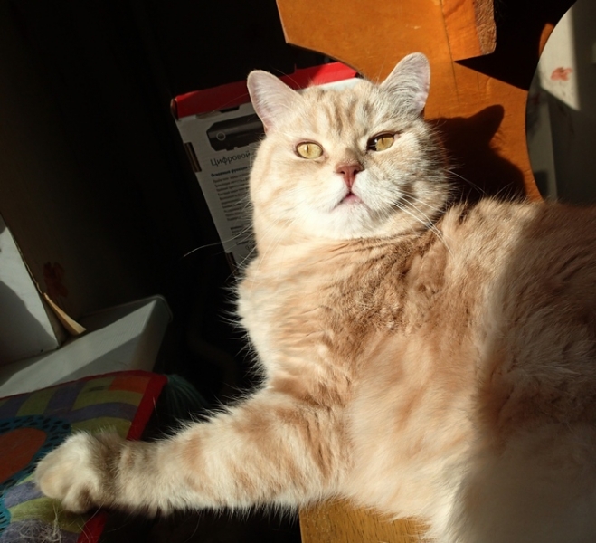 Поговорим о кошках38