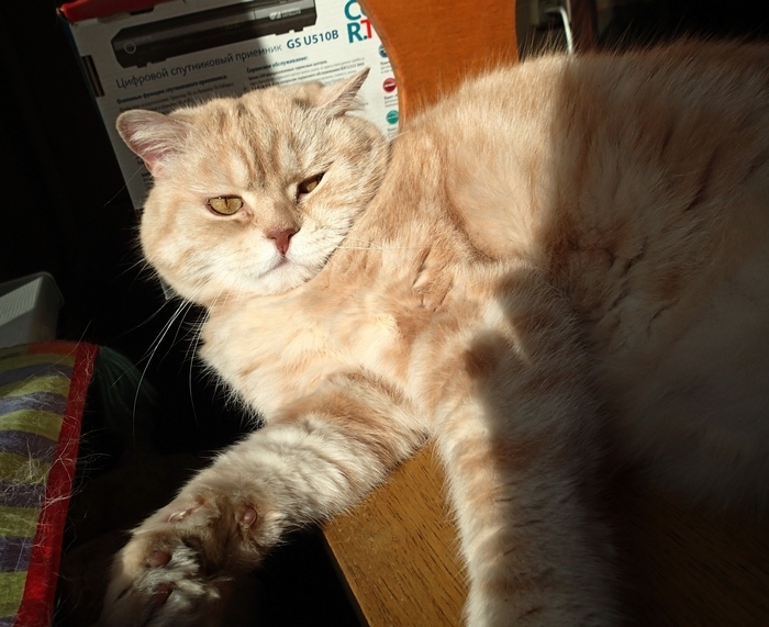 Поговорим о кошках38