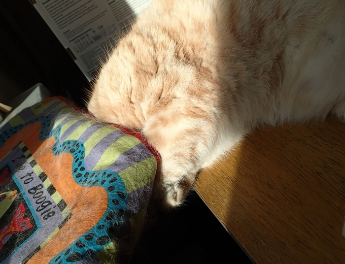 Поговорим о кошках38