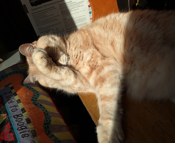 Поговорим о кошках38