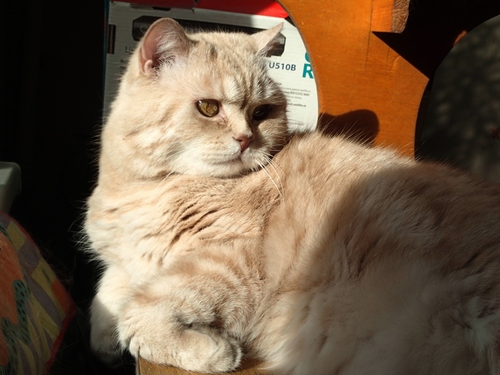 Поговорим о кошках38