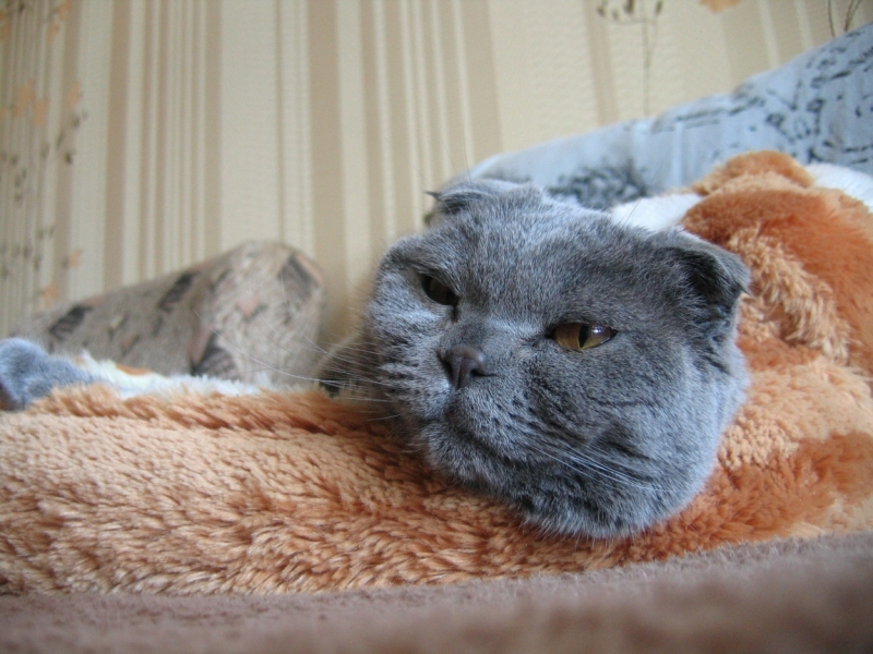 Поговорим о кошках38