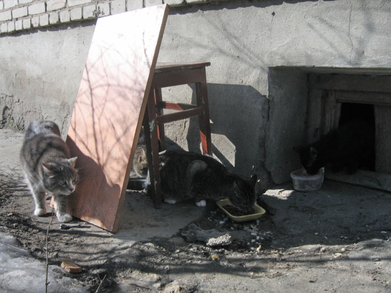 Поговорим о кошках38