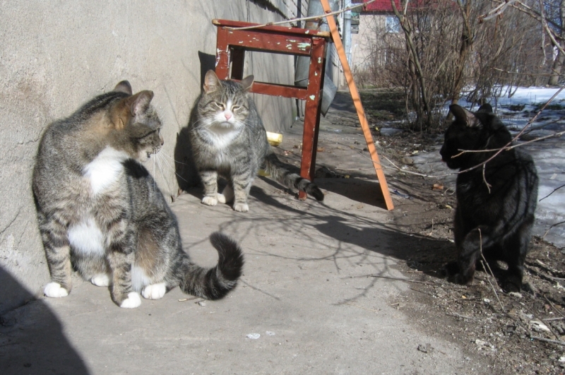 Поговорим о кошках38