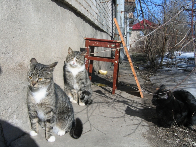 Поговорим о кошках38