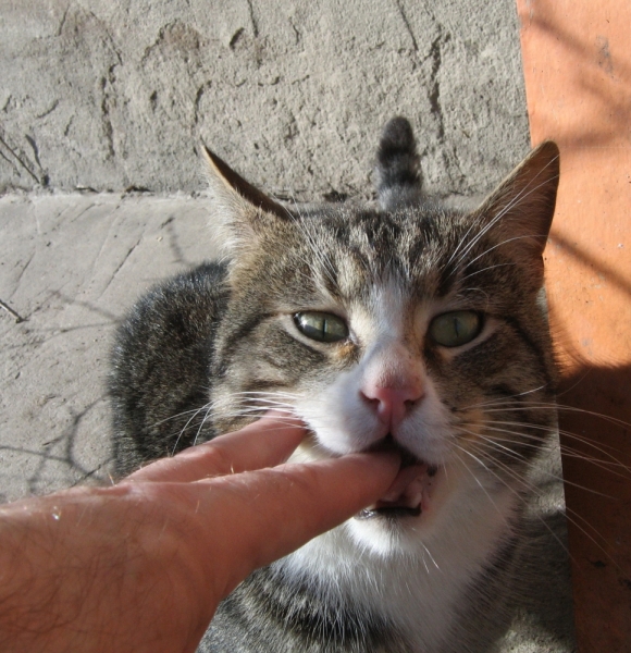 Поговорим о кошках38