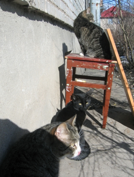 Поговорим о кошках38