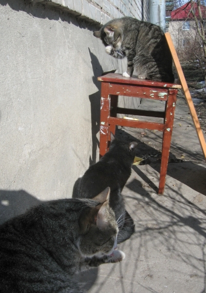 Поговорим о кошках38