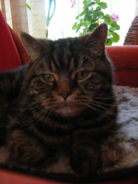 Поговорим о кошках38