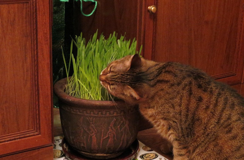 Поговорим о кошках38