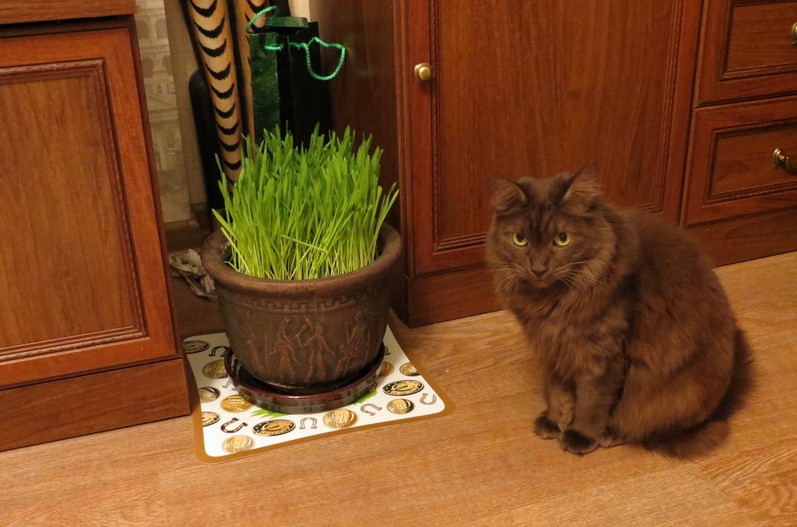 Поговорим о кошках38