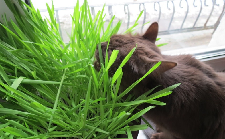 Поговорим о кошках38