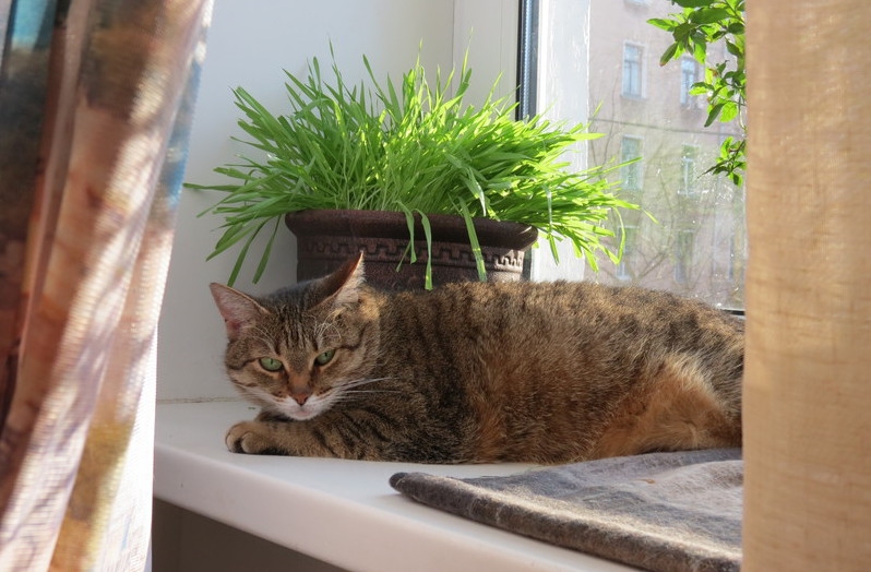 Поговорим о кошках38