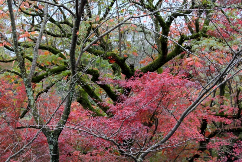 Момидзи 2015. Tokyo-Nikko-Hakone-Osaka-Kyoto-Nara-Himeji-Okayama-Kurashiki-Koyasan-Tokyo