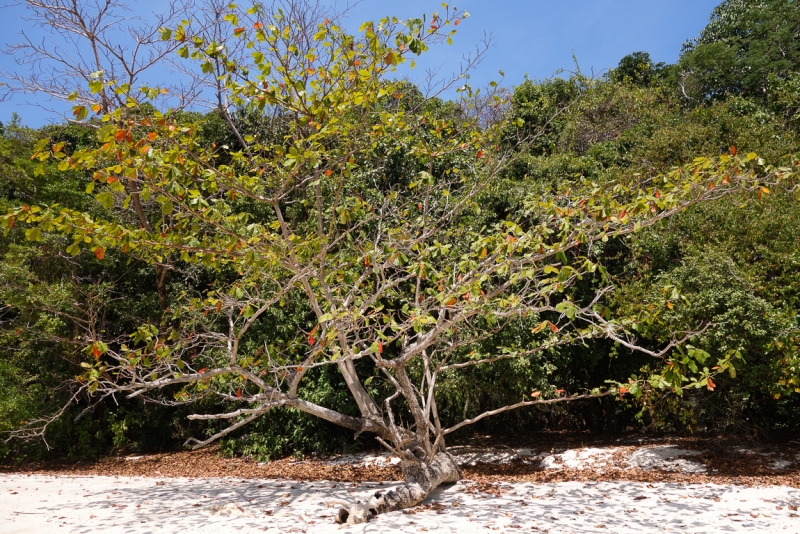 Koh Kradan - бирюзовый рай (80 фото)