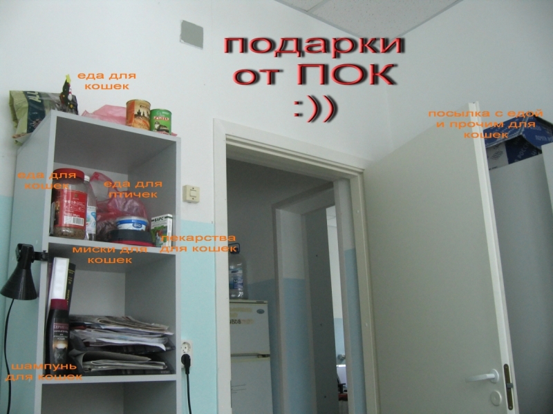 Поговорим о кошках38