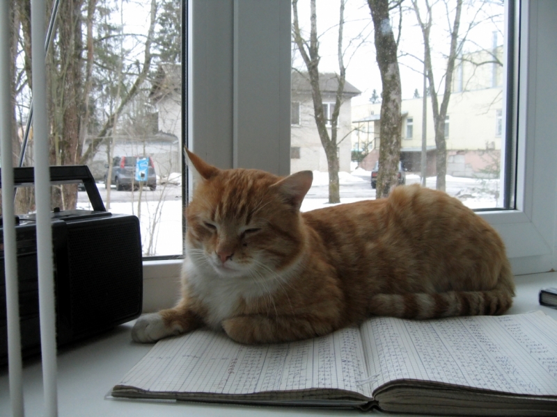 Поговорим о кошках38