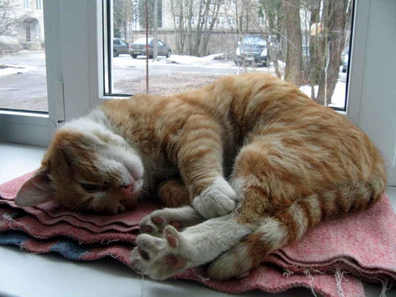 Поговорим о кошках38