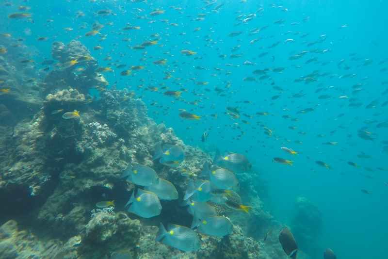 Koh Kradan - бирюзовый рай (80 фото)