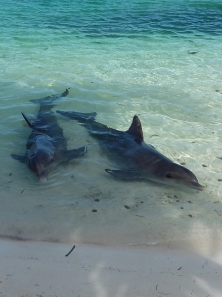 Экономное руководство - 2 (февраль 2016)