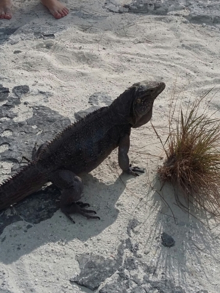 Экономное руководство - 2 (февраль 2016)